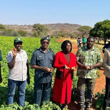 NCS,UNAM launches potato seed multiplication programme