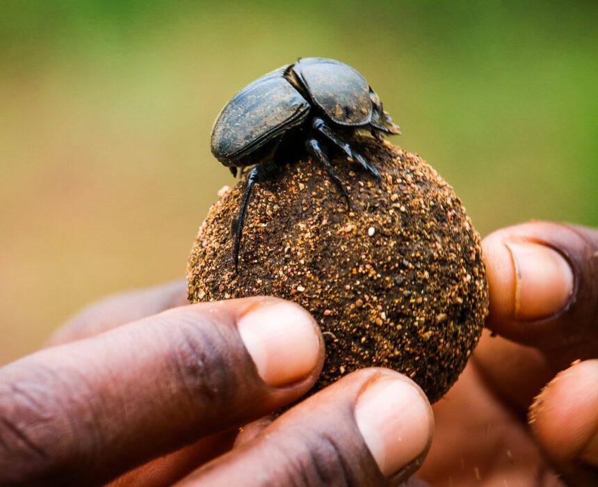 Dung beetles: expedition unearths new species on Mozambique’s Mount Mabu