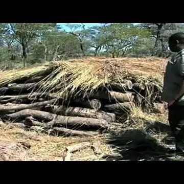 Environment Ministry seizes illegally cut timber logs – nbc