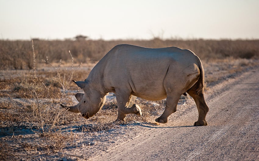 rhino Geena Visagie web