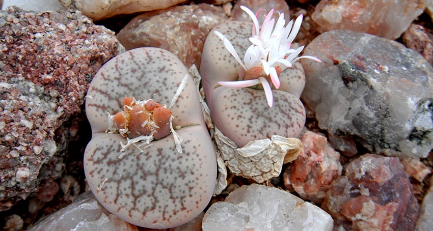 lithops - ron swilling 12-02 neweb