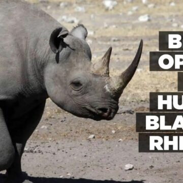 Bids open to hunt Black Rhino