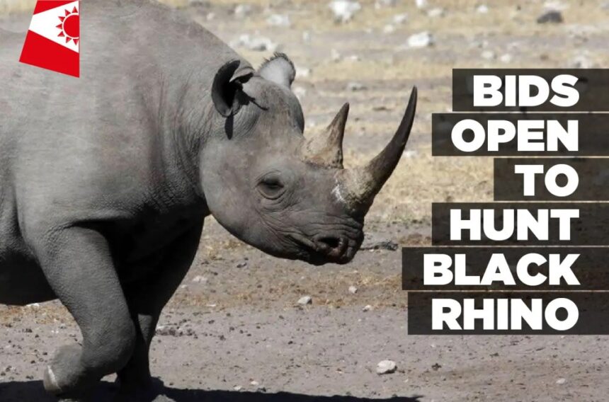 Bids open to hunt Black Rhino