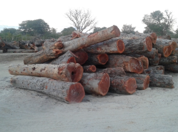 Environment Ministry seizes illegally cut timber logs