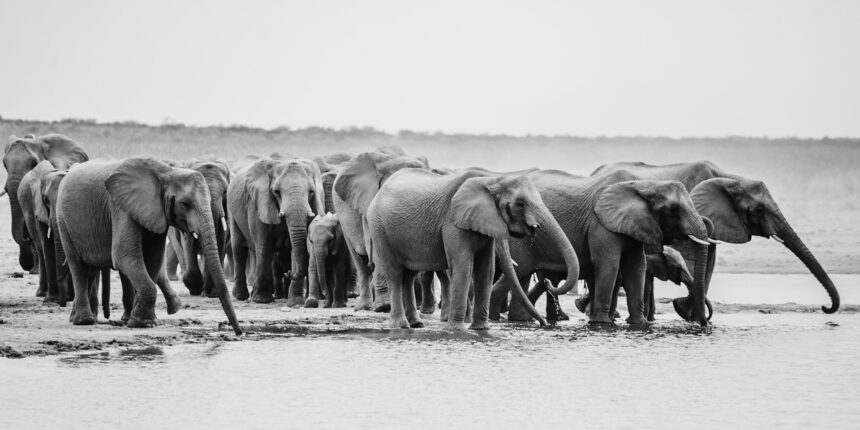 Erster Bericht über Erfolge gegen Wilderei in Namibia