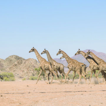 Namibian giraffe moved to Angolan national park