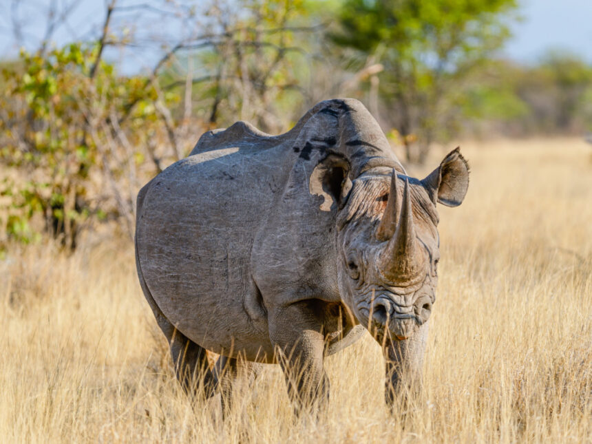 MEFT: Trophäen-Abschusslizenz für Nashorn rechtlich einwandfrei