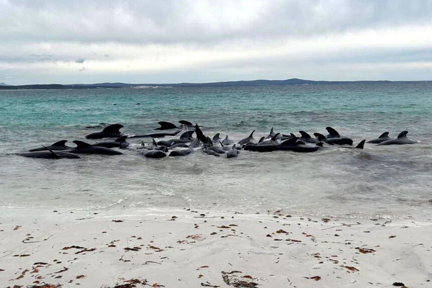 More Than 50 Whales Perish in Tragic Stranding Incident in Western Australia – Namibia Daily News