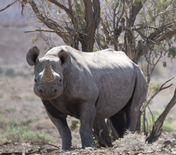 One old black rhino up for sustainable hunting – Ministry invites companies to submit written financial offers