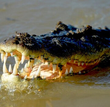 Three bids received for sale of crocodiles