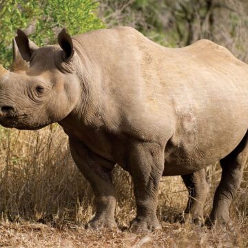 Male black rhino up for hunting