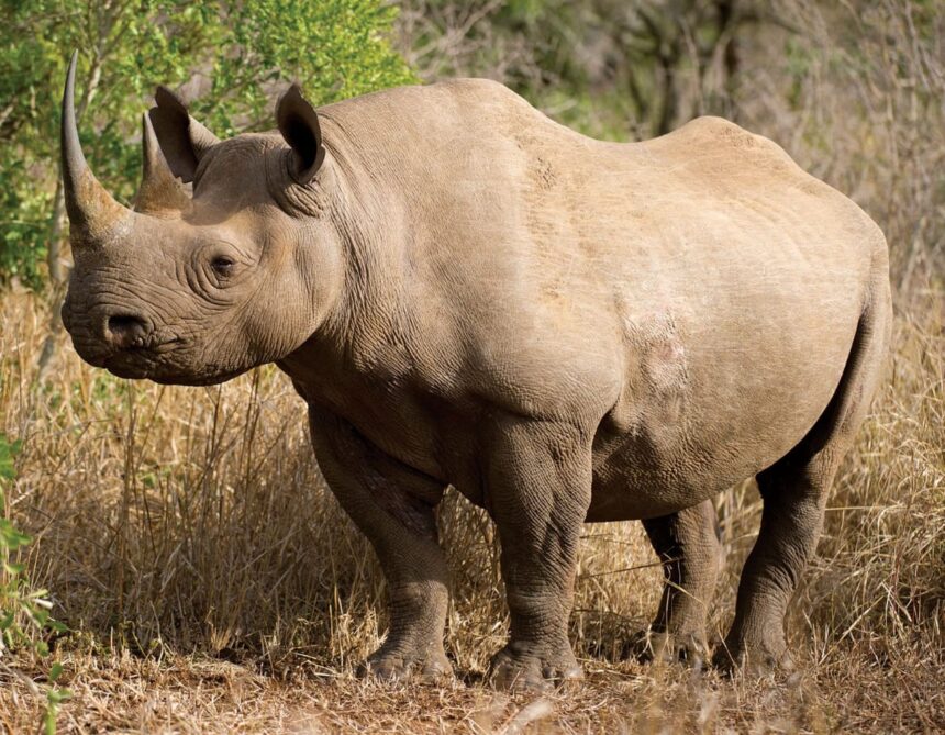 Male black rhino up for hunting