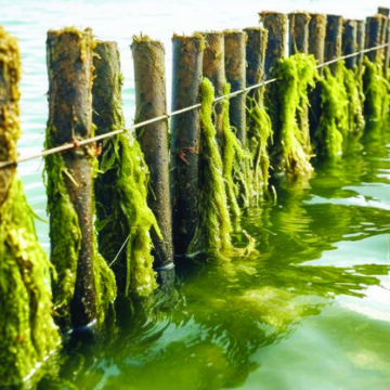 Unlocking the Potential of Seaweed