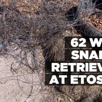 62 wire snares retrieved at Etosha