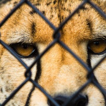 AfriCat zieht wegen Raubtierhaltung vor Gericht