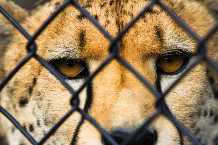 AfriCat zieht wegen Raubtierhaltung vor Gericht