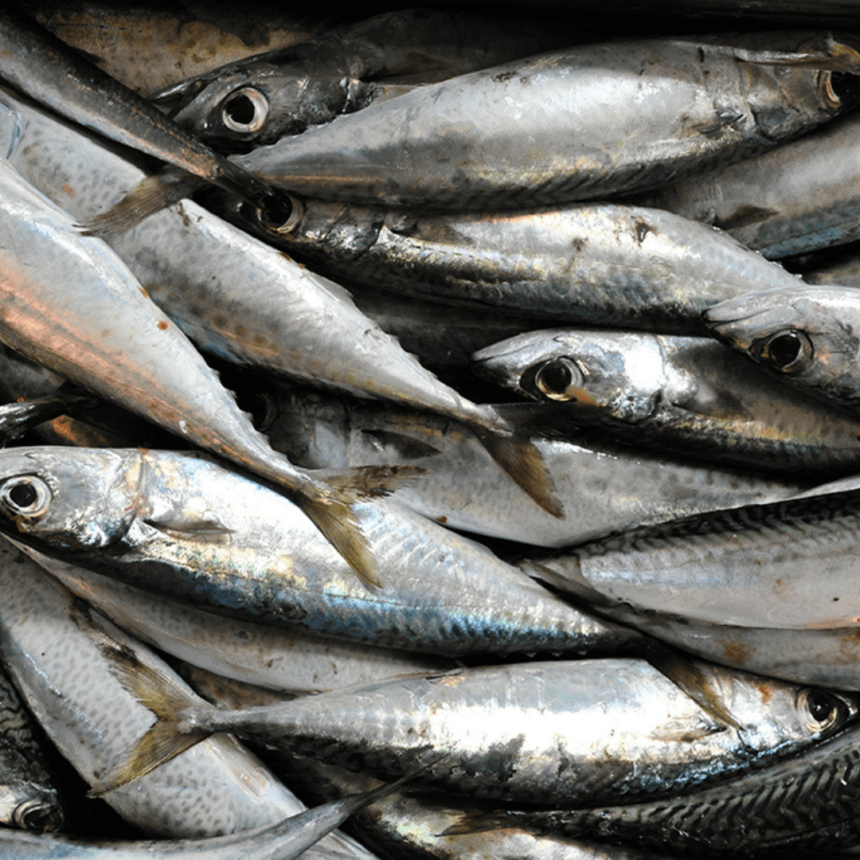 Fishing industry concerns grow over government’s quota allocation