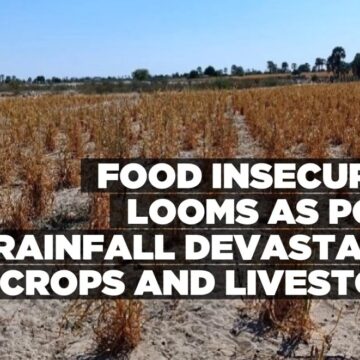 Food insecurity looms as poor rainfall devastates crops and livestock