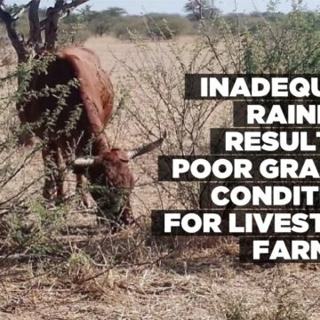 Inadequate rainfall results in poor grazing conditions for livestock farmers