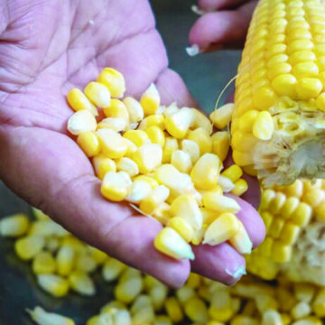 NAB sets new white maize floor price