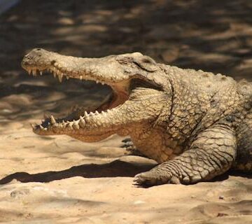 Only 3 bids for sale of 40 crocodiles