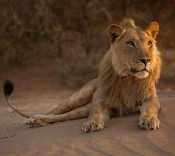 Research is crucial for desert lions conservation