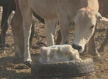 Resettled farmers in Erongo push hard to become commercial 