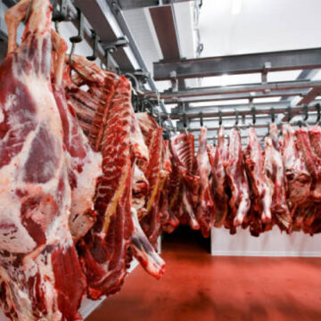 Savanna Beef to commence abattoir construction