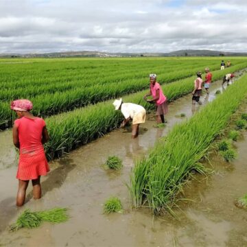 UN’s FAO Report Highlights Global Surge in July Food Commodity Prices – Namibia Daily News