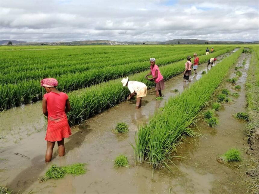 UN’s FAO Report Highlights Global Surge in July Food Commodity Prices – Namibia Daily News