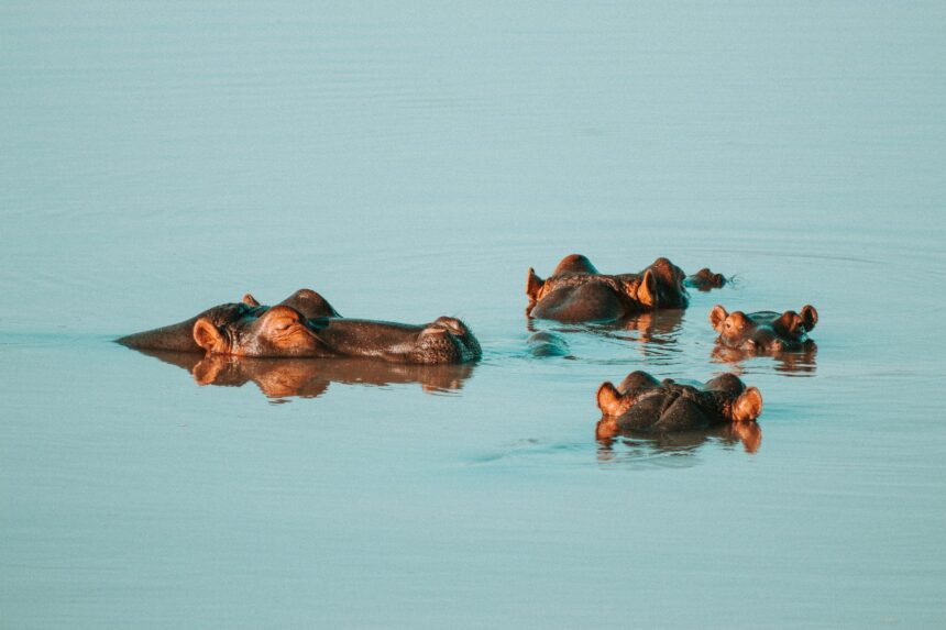 Uganda hippos under threat