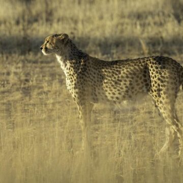 Weiterer Gepard stirbt nach Wiederansiedlung in Indien