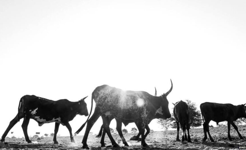 Namibia: Desperate Farmers Let Livestock Graze On Dumpsites