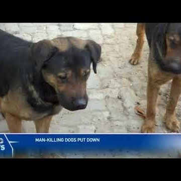 Man killing dogs put down – nbc