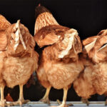 SA poultry ban expected to push up Namibian prices