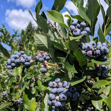 N$1,5b blueberry project planned for Divundu