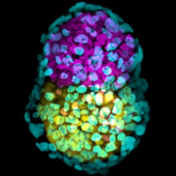 Israeli scientists develop lab grown embryo