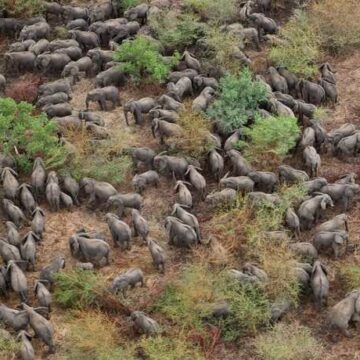 Jumbo population in the Kavango Zambezi Transfrontier Conservation Area now estimated at 227,900