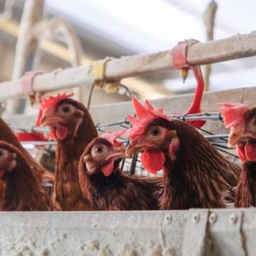 Namibia Suspends Poultry Imports from South Africa Due to Bird Flu Outbreak – Namibia Daily News