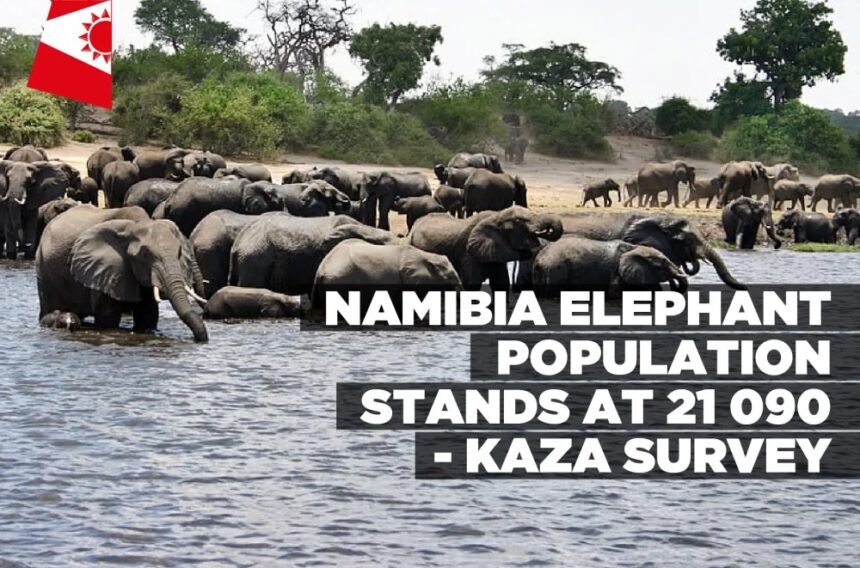 Namibia elephant population stands at 21 090 – KAZA Survey