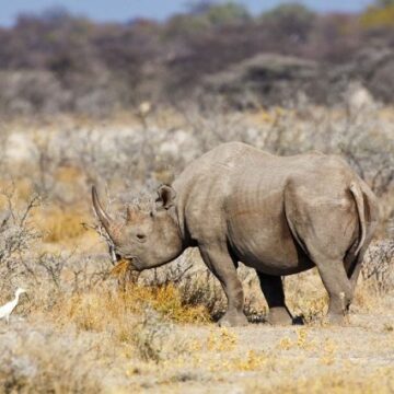 Namibia steps up anti-poaching efforts to save threatened rhino species