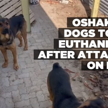 Oshakati dogs to be euthanized after attacks on men