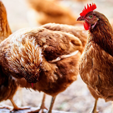 Concern over continued SA chicken imports