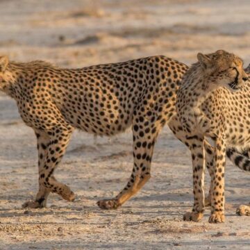 Todesfälle von Ansiedlungsgeparden aus Namibia in Indien war zu erwarten