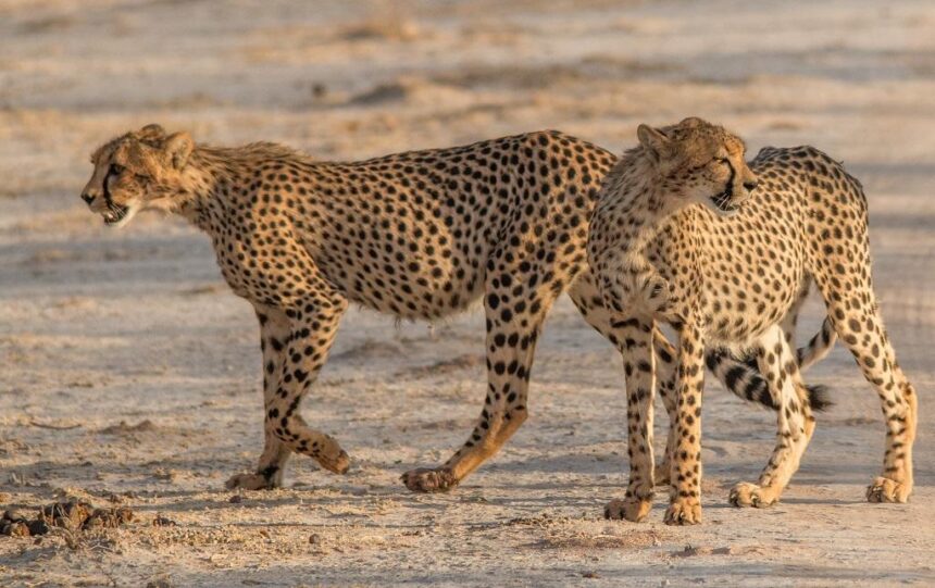 Todesfälle von Ansiedlungsgeparden aus Namibia in Indien war zu erwarten