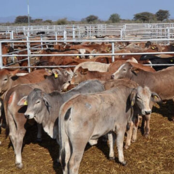 More cattle slaughtered than exported live