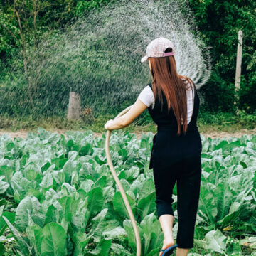 Edible gardening: A popular trend that continues to grow