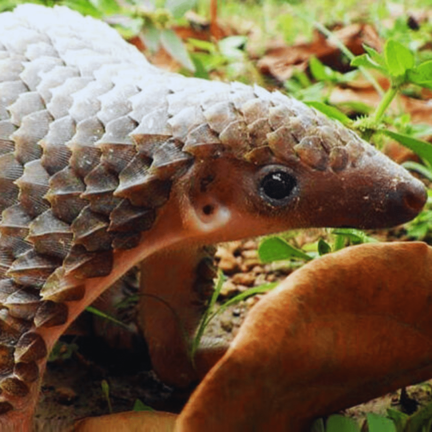 Nigeria Pangolin scales to combat wildlife trafficking