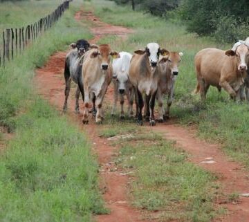 Lack of grazing in Okakarara District a concern