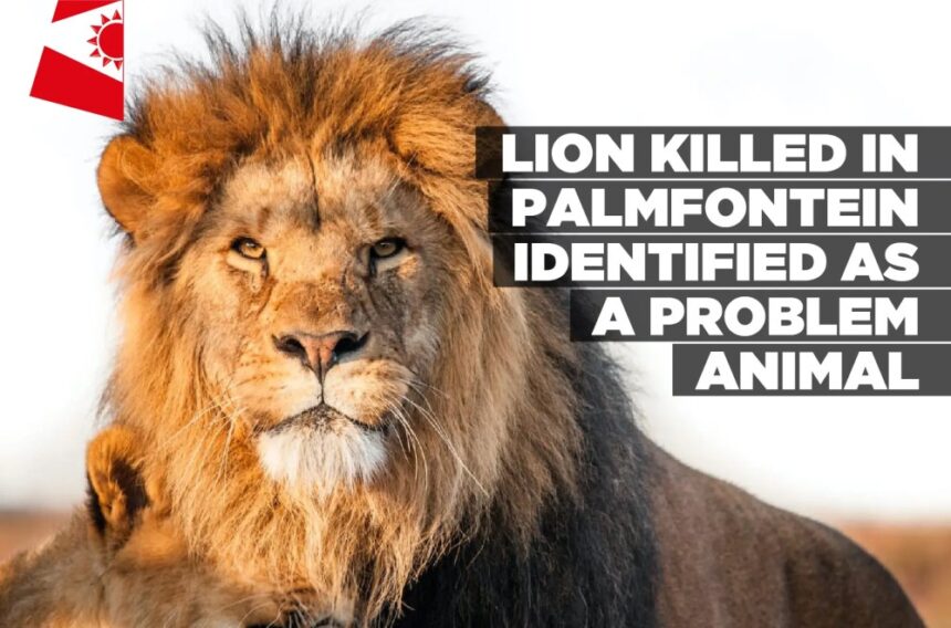 Lion killed in Palmfontein identified as a problem animal